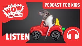 Can RATS Drive CARS?!  | PODCAST FOR KIDS | Wow in the World FULL EPISODE | Science for Kids