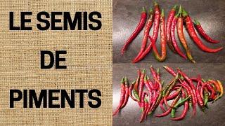 Semis de Piment