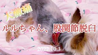 【大激痛】ルルちゃんに襲う股関節脱臼の激痛 #頑張れルルちゃん #yorkie #yorkshire #激痛 #股関節脱臼