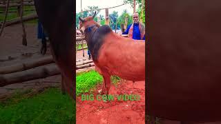 AMAZING COW VIDEO #shorts #short #youtube #youtubeshorts #shortvideo #viral #tiktok #foryou#ringtone