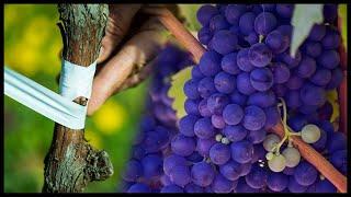 WOW! Millions of Grape Vine Grafting Process | Grape Vine Farming And Agriculture Technology