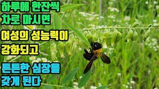 고삼-심장박동이 불규칙하고 심혈관이 막혀가는 심장질환에 탁월하며 여성의 성능력을 크게 높여주는 효능이 검증된 약초!!  빠진머리가 다시나고, 피부가 고와진다