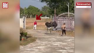 Frau kämpft gegen einen Aggro Strauß! (Laos).