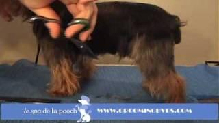 How To Groom A Yorkie-Trim The Yorkshire Terrier Traditional Cut-Grooming With Andis Clippers