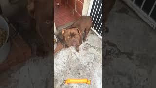 Bogotà Jr. - American Bully Exotic