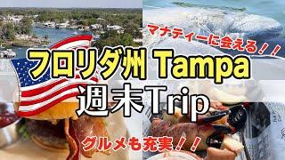 【アメリカ旅行】フロリダ州タンパでマナティーと泳いできた！｜グルメあり（前編）