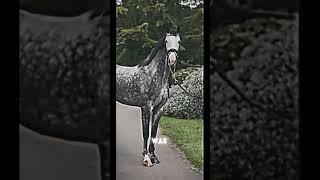 Dapple grey edit #trending#horse #dapplegrey #viral #viralvideo #comment #subscribe #shorts #like