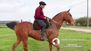 VENDIDO A ANGEL Caballo malacara cruza SPC con Arabe $500 mil LOSEQUINOS.COM