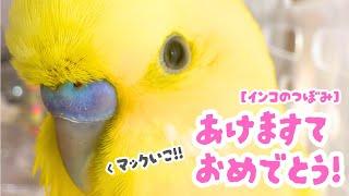 【おしゃべりインコのつぼみ】あけましておめでとう！