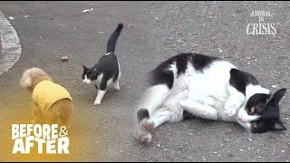 Sad Reason Why Stray Cat Wanted Pet Dog's Love l Before & After Ep 145