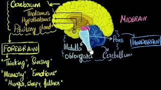 Brain  Parts & functions (Fore, mid & hind)  | Control & Coordination |