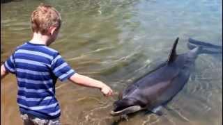 The Dolphin Whisperer