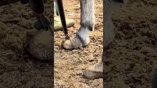 Professional donkey hoof trimming tutorial: key steps and precautions