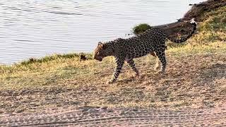 Female leopardess walking along chobe river flood plains going to have a drink.