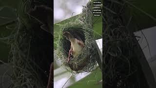 Threads of Nature’s Brilliance🪹️  #bayaweaver  #nest #nestbuilding #nature