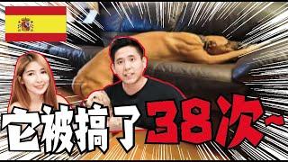 西班牙的狗狗们怎么了？？疫情时期它们也都不好过。。