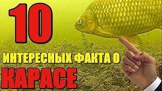 Как словить КРУПНОГО КАРАСЯ. Повадки и особенности. Интересные факты. Подводная съёмка.