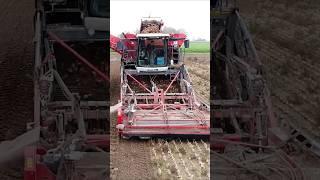 Dewulf Kwatro Onion Harvest #agriculture #farming #tractor @FlyingPixelsPhotography