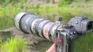 Moose Photography | Roadside Wildlife Shoot in Montana