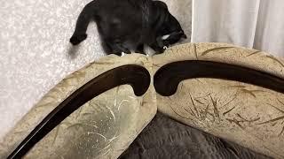 НУ РАЗВЕ МОЖНО ГРУНЮ ЗА ЭТО РУГАТЬ?#cat #цветы #видео #catvideos #catlover #video #top#кот #котик