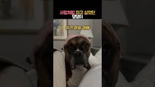 사람처럼 자고 싶었던 댕댕이 #동물 #강아지 #개