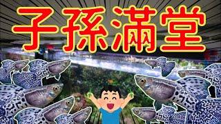 讓你生到不要不要的，球魚 孔雀魚 滿魚 小魚繁殖技巧大全 All fish fry should be treated this way!