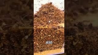 Did you know these things about ants?