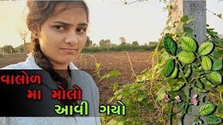 વાલોળ મા મોલો આવી ગયો ||નજર  લાગી || #nkvlogsgujarat #nklifestyle @Nkvlogsgujarat