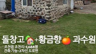 ( #제주임장 ) #돌창고 있는 #황금향 #감귤과수원 토지 매매! Feat. #조천읍 #조천리토지, 1,688평, 2차선 도로 접함, 황금향 나무 450본 포함, #제주토지 #제주