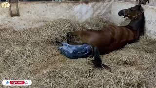 Horse giving birth compilation 