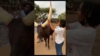 Big & long horn! #cow #cowvideos #cows #bull #viral #trending #jallikattu #jallikattukalai #shorts