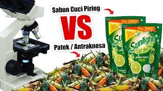 PENYAKIT PATEK PADA CABE VS SABUN CUCI PIRING SUNLIGHT | Eksperimen Zoom 1000X Antraknosa