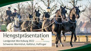 Hengstpräsentation Landgestüt Moritzburg 2022: Schweres Warmblut, Kaltblut und Haflinger