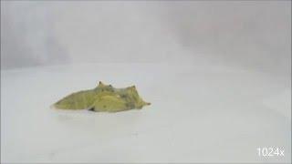 Timelapse of cabbage white butterfly eclosion