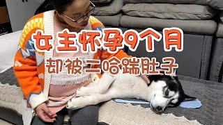 Husky kicked the pregnant female lead, but was beaten by the male lead and cried