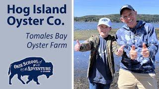 Hog Island Oyster Farm Tour - Growing and Delivering Premium Oyster Varieties