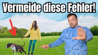 Hund zieht an der Leine und nichts hilft? Das machen fast alle falsch!