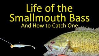 Life of the Smallmouth Bass and How to Catch a Smallie