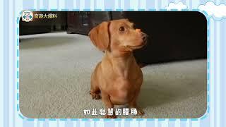 小短腿大智慧，腊肠犬可是嗅觉灵敏的捕獾能手 |《动物百科》| Animal Encyclopedia | WasuTV