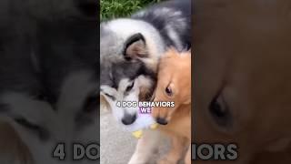 Misunderstood dogs behavior