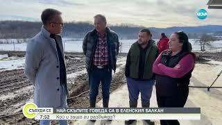 В Еленския Балкан отглеждат най-скъпата порода крави