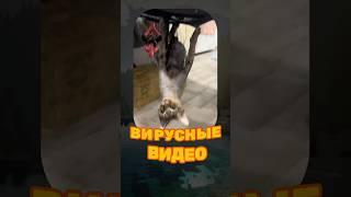 ВИРУСНЫЕ ВИДЕО / Котовек Паук