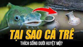 TẠI SAO CÁ TRÊ THÍCH SỐNG DƯỚI HUYỆT MỘ? | NHỮNG VỤ PHÁT HIỆN LẠNH GÁY VỀ LOÀI CÁ KHÔNG AI DÁM ĂN