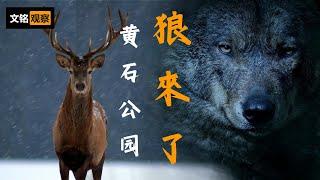 14只加拿大狼如何改變了食物鏈、植被與河流——美國黃石公園傳奇