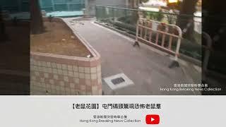 【老鼠花園】屯門碼頭驚現恐怖老鼠羣 | 香港新聞突發時事合集 Hong Kong Breaking News Collection #shorts