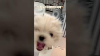 #반려견 #강아지 #말티푸 #토리 #토리의하루 #puppy #pets