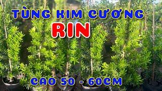 Cây Tùng kim cương RIN 50-60cm | 0386569374 - Ngọc Ngân Bến Tre | Chuyên cây độc lạ