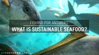 Fishing For Answers: What Is Sustainable Seafood?