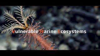 Dive deep - Vulnerable Marine Ecosystems