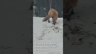 Alaskan fox hunting voles under the snow    #wildlife  #alaska #naturelovers